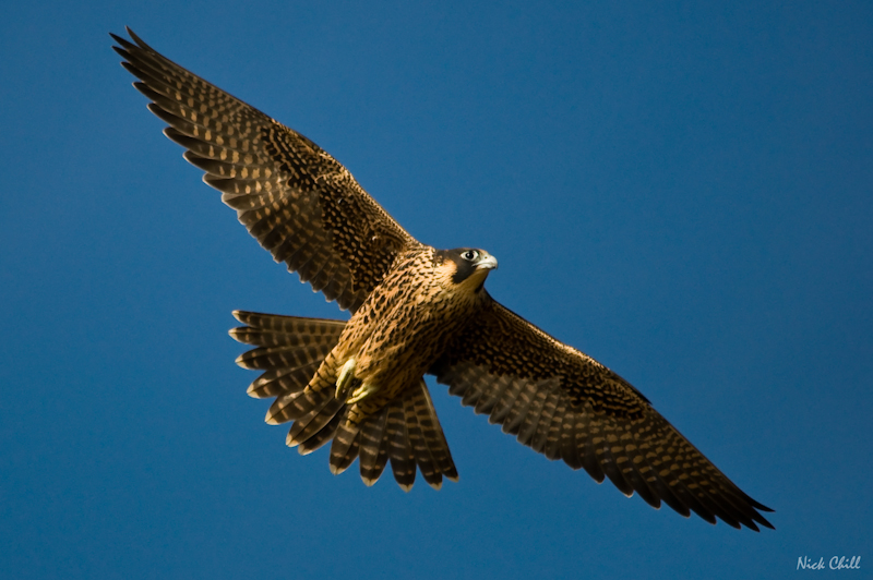 peregrine falcon