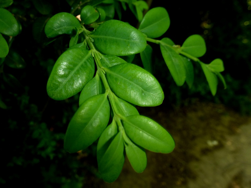 Box tree leaves 