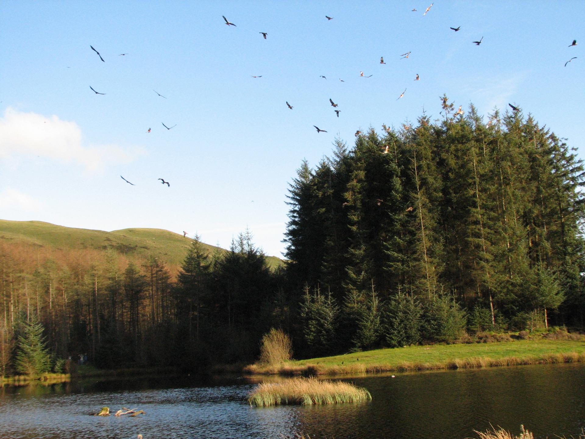 Red Kites feeding at Bwlch Nant yr Arian © NH53, Flickr (CCL)