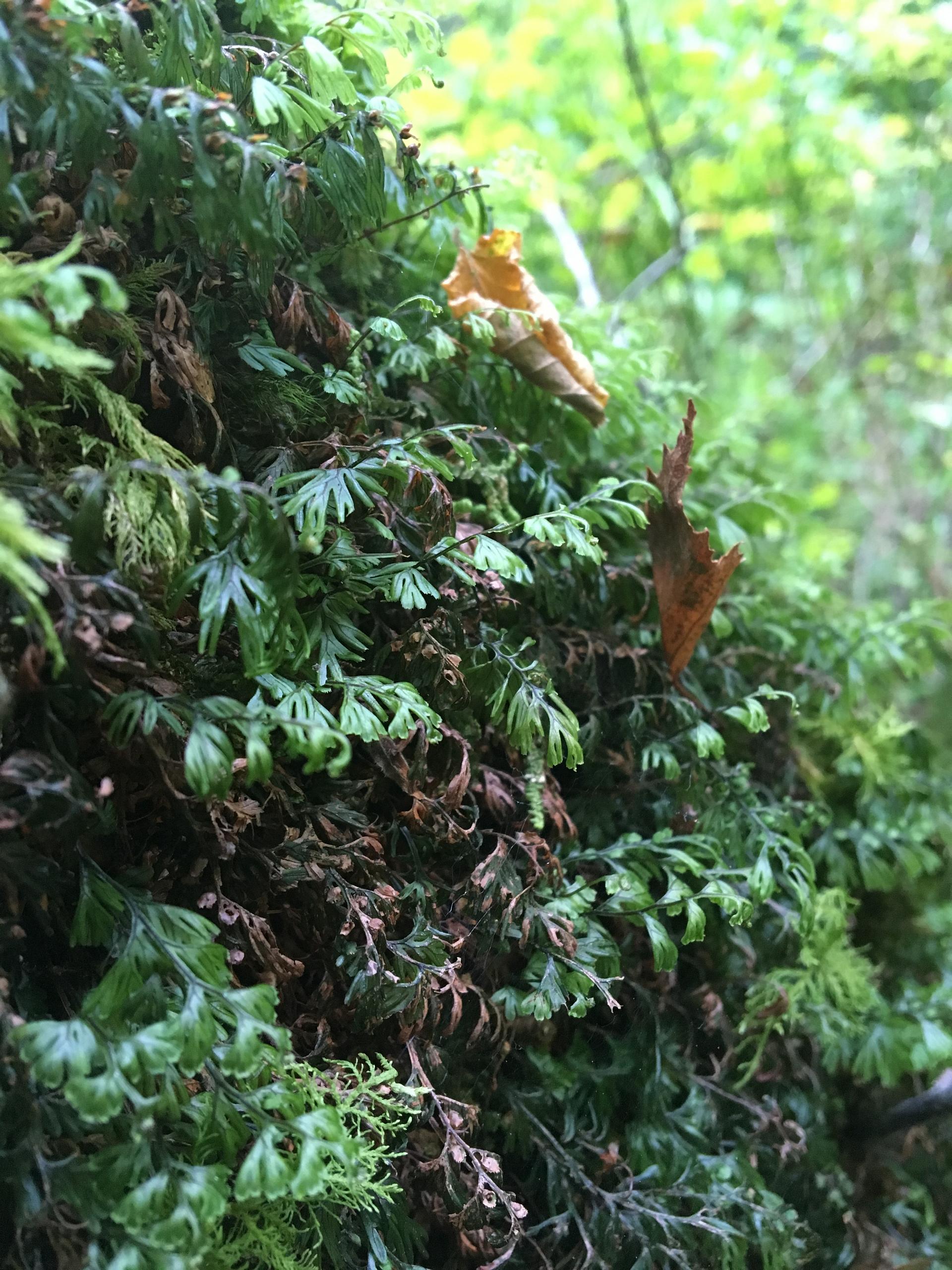 Tunbridge Filmy Ferns © Kylie Jones Maddock
