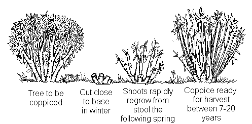 Coppicing