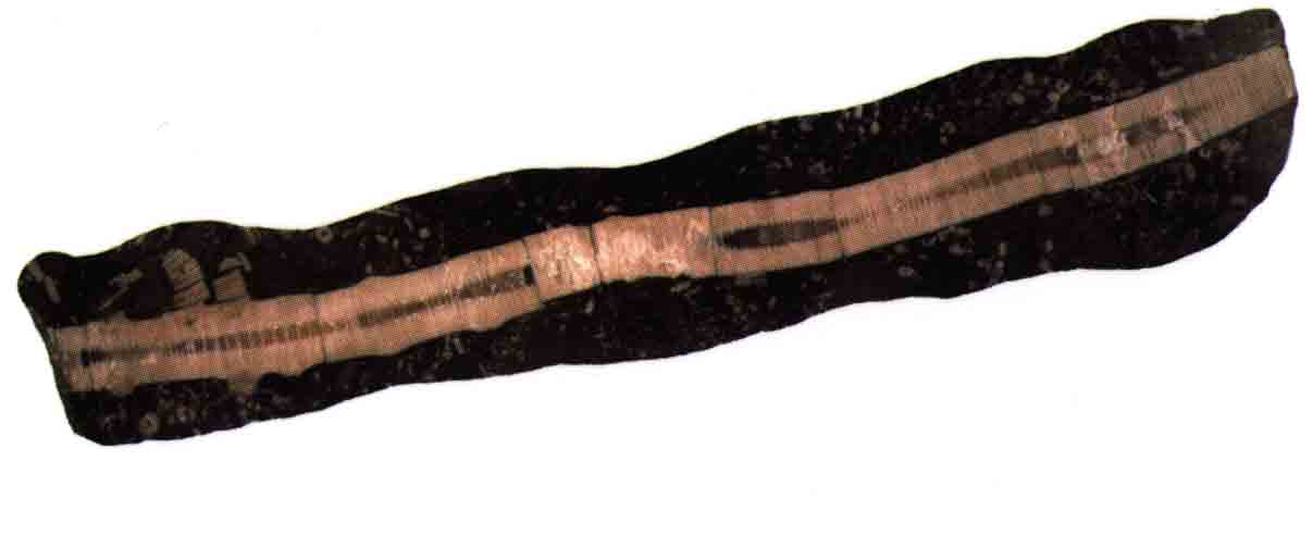 crinoid