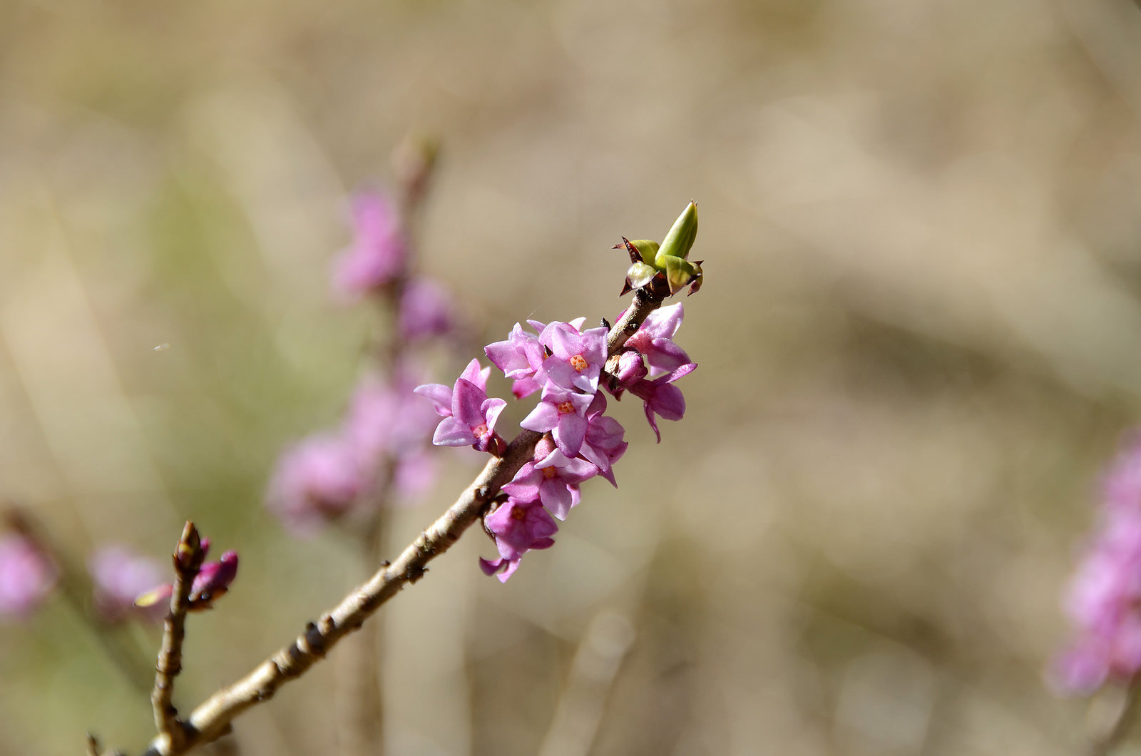 Mezereon plant
