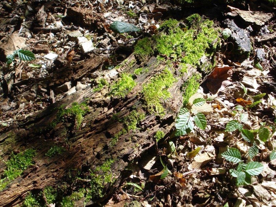 Fallen branches are home to insects, fungi, mosses and lichens © Jenny Lunn, Discovering Britain 