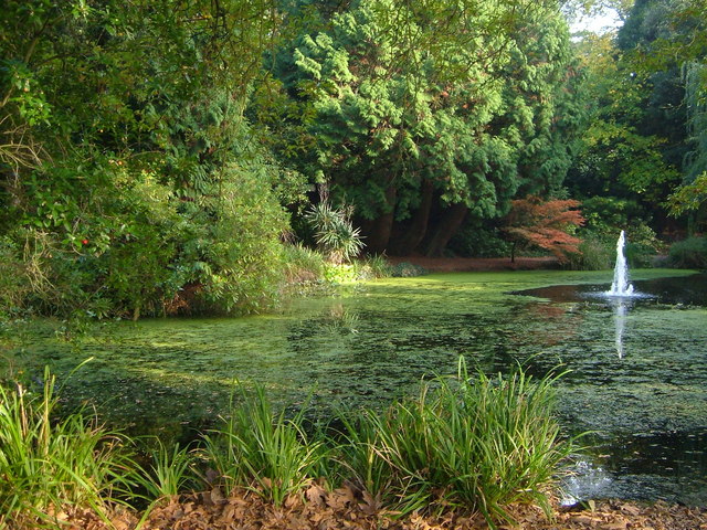 The Fish Pond © Derek Harper, Geograph (CCL)