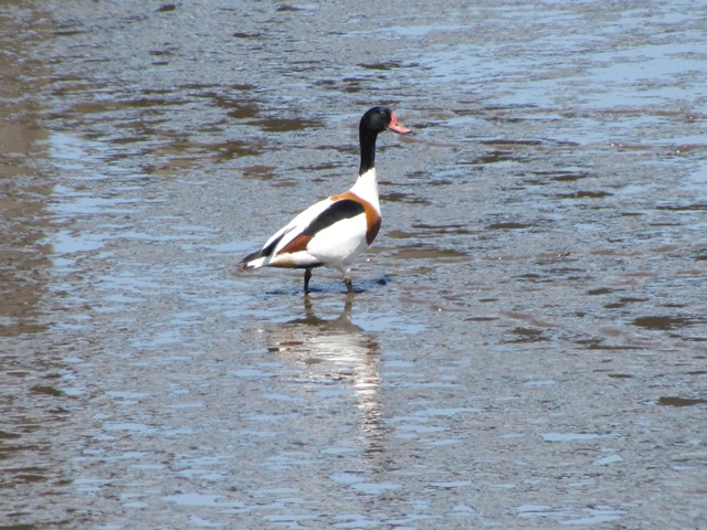 A shelduck feeding off the mudflats