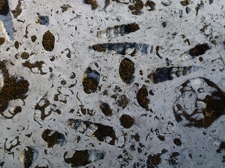 Moss in the fossil shells