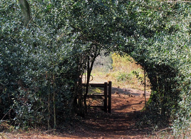 A Roman Road in Dorset 
