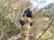 Ash buds in Winter © Kent Downs AONB