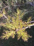Ash flower in Spring © Kent Downs AONB
