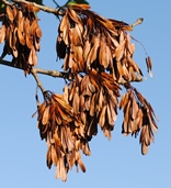 Ash keys in Autumn © Kent Downs AONB