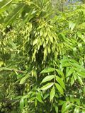 Ash keys in Summer © Kent Downs AONB