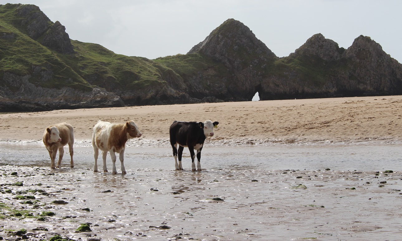 The natural arch and tunnels of Three Cliffs Bay © Caroline Millar