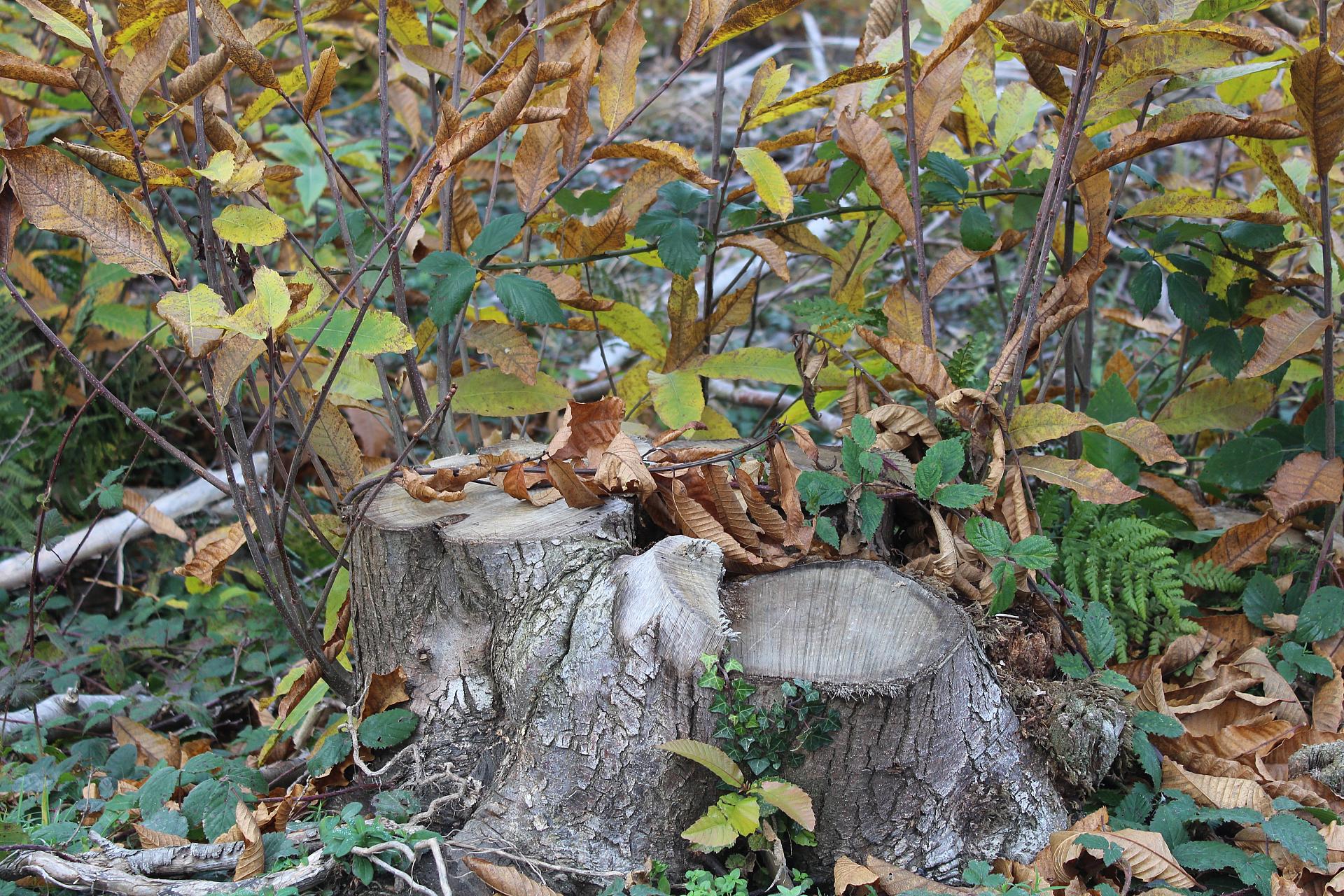 A coppiced stool in Kings Wood© Caroline Millar