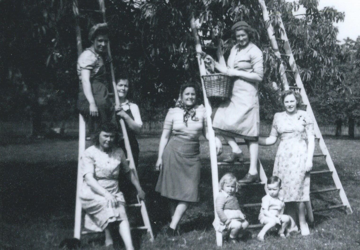 Cherry pickers in Kent © Kent Orchards for Everyone