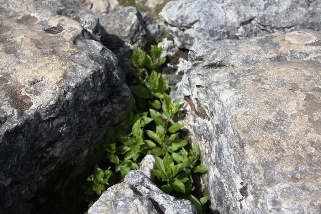 plants in the pavement