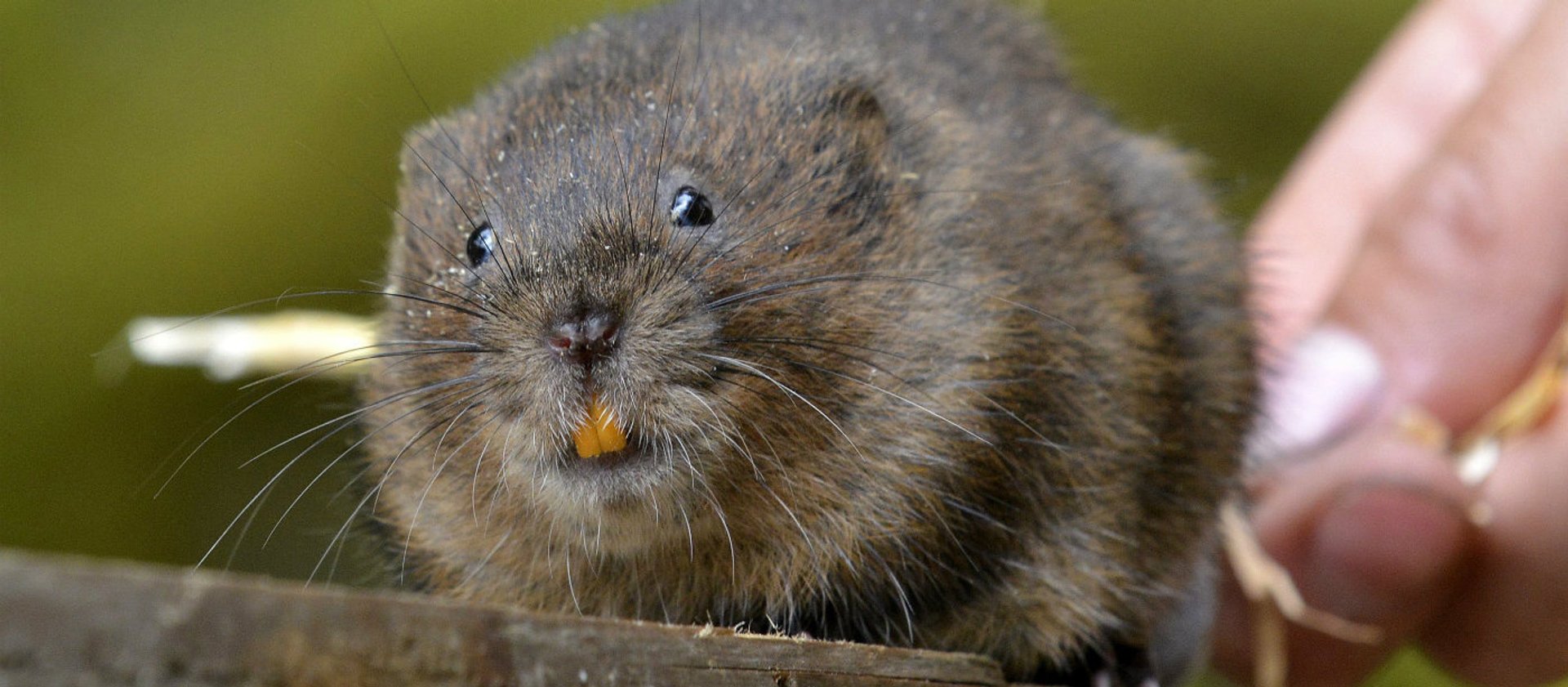 water voles