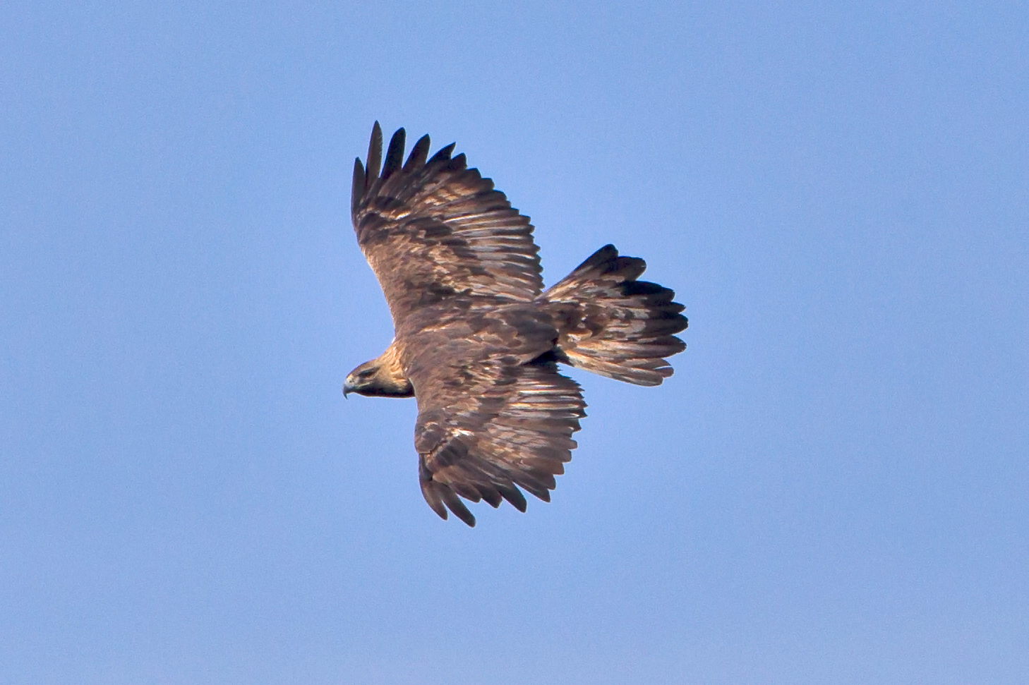 Golden eagle