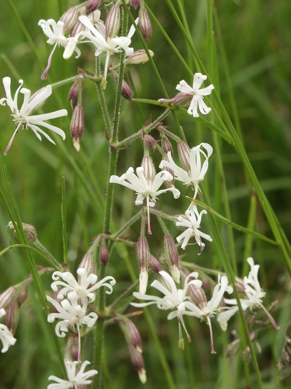 Nottingham Catchfly © Wikimedia, CCL