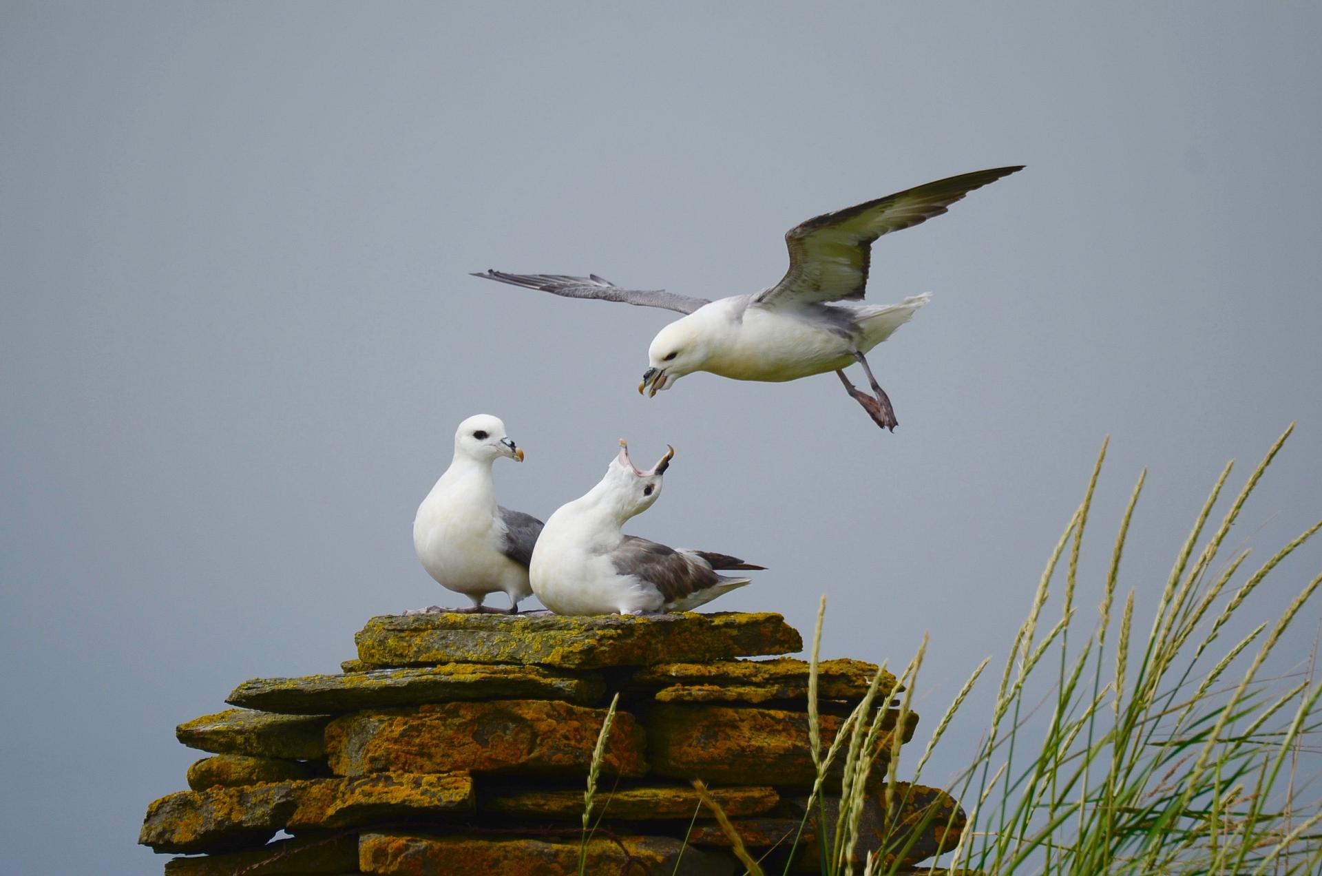 Fulmars use the sheep dyke as a nesting site © Mark Cocker