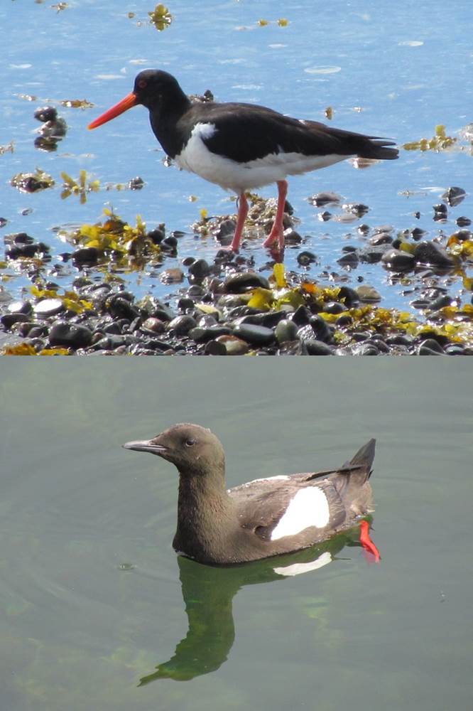 Oystercatcher and Black guillemot
