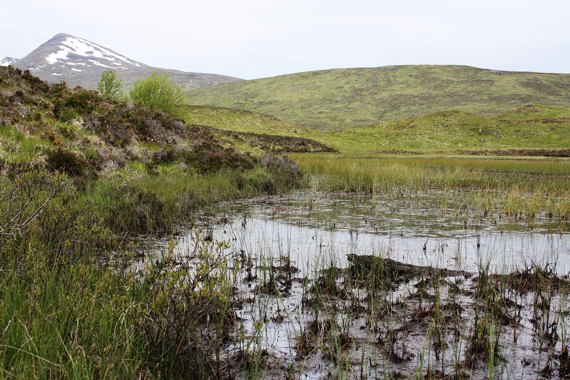 blanket bog on Rannoch Moor