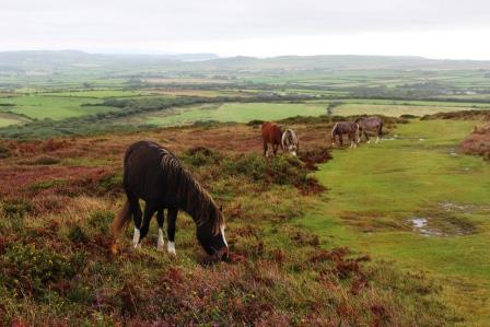 Horses grazing Rhossili Down © Caroline Millar