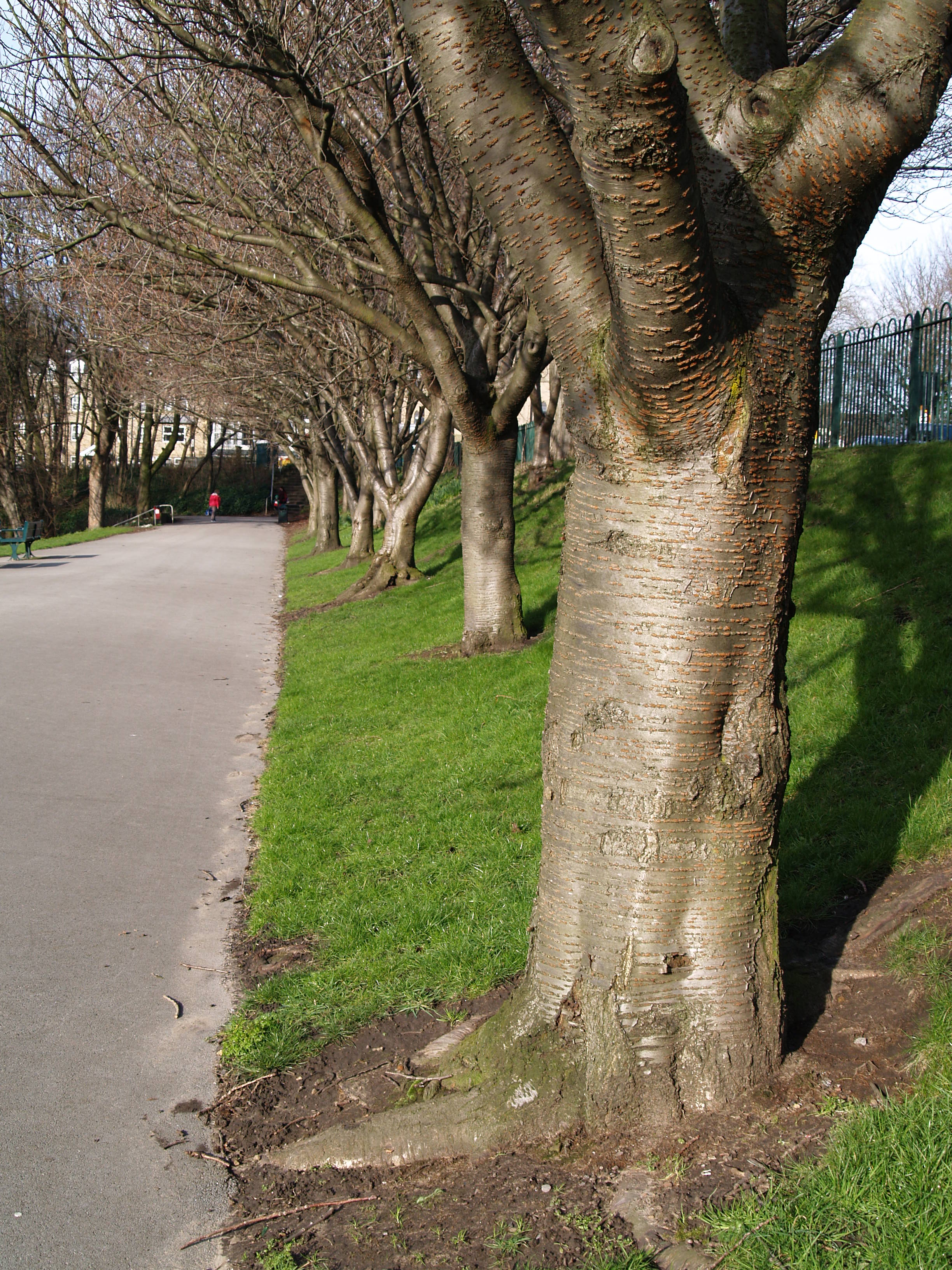 Crookesmoor Park