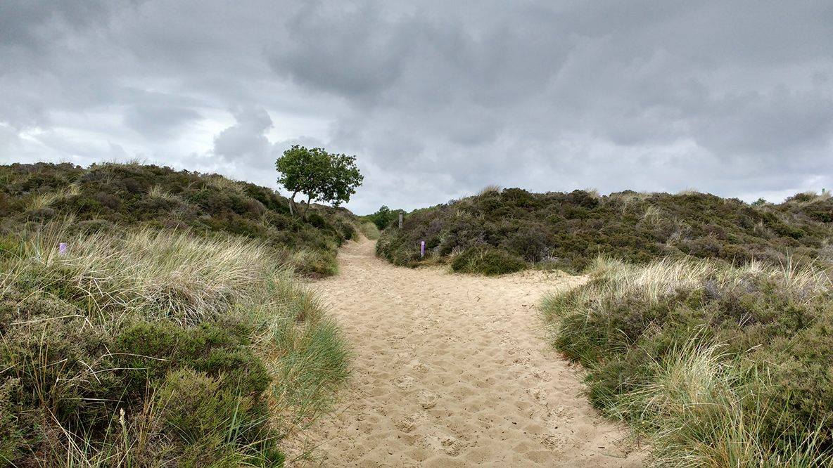 A lone tree on the sand dunes © Jo Kemp